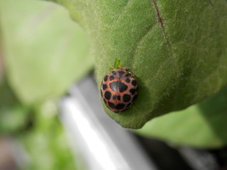 ナスの葉を食べるオオニジュウヤホシテントウ
