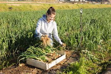 Female farmer puts onion in plastic box for sale in the market