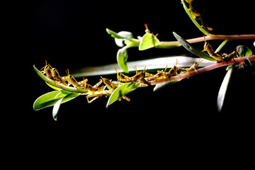 crowd of grasshoppers
