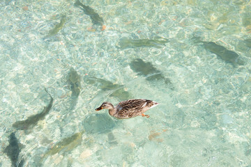 Duck swimming in the clear transparent water of Lake Garda. Waterfowl dive in search of food.