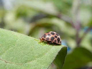 ナスの葉を食べるオオニジュウヤホシテントウ