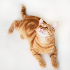 Beautiful young ginger cat looking up at copyspace. Adorable orange pet. Cute tabby red kitten lies isolated on white background.