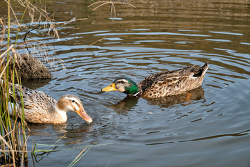 Male and female mallard duck swimming on a pond with green water while looking for food