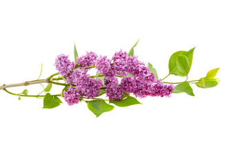 lilac branch on a white background, isolated