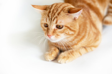 Beautiful funny young ginger cat looking with interest at copyspace. Adorable orange pet. Cute tabby red kitten lies isolated on white background.