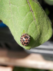 ナスの葉を食べるオオニジュウヤホシテントウ