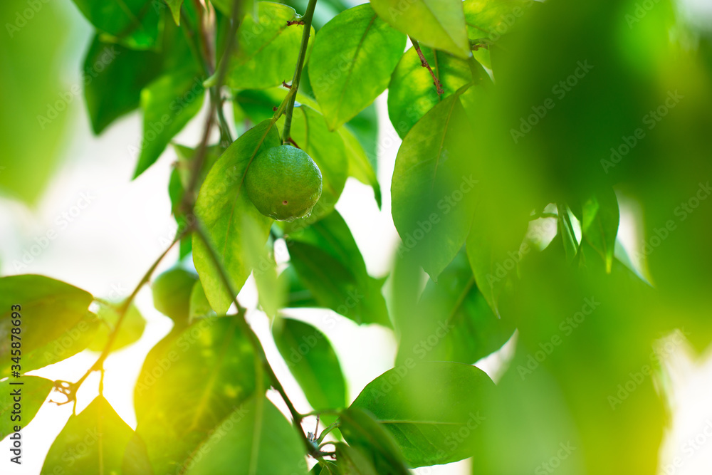 Wall mural Tangerine tree. Branch with fresh green oranges. Citrus garden in Sicily, Italy.