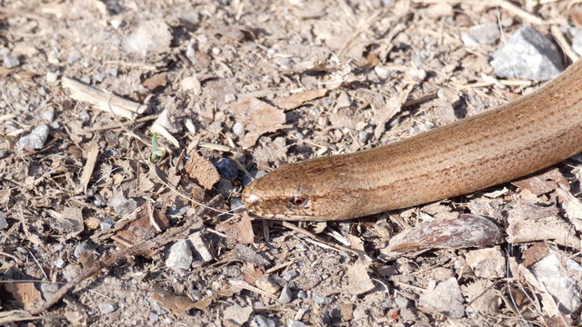 Blindschleiche