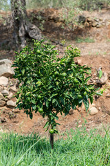 Tangerine tree. Branch with fresh green oranges. Citrus garden in Sicily, Italy.