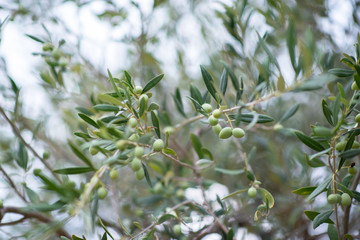 Obraz na płótnie Canvas Olive trees garden. Mediterranean farm ready for harvest. Italian olive's grove with fresh green olives. Branch with ripe fruit, soft light