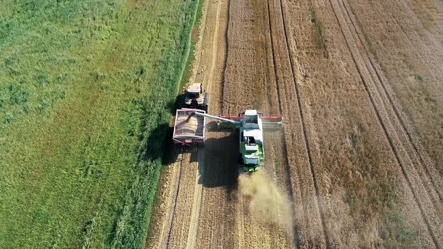 Farmer working on a wheat field, harvesting. Combine harvester agriculture machine harvesting golden ripe wheat field.