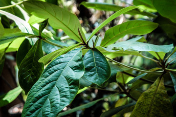 green leaves in the garden