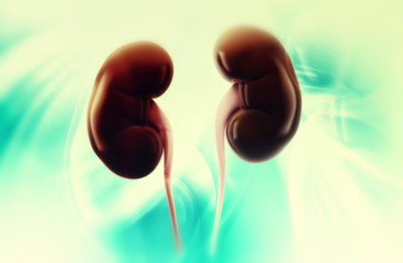 3d illustration of a Kidney
