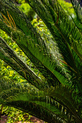 Palm leaves green tropical background