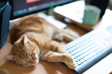 Beautiful young ginger cat well-fed and satisfied sleeps at home working place on keypad. Cute...