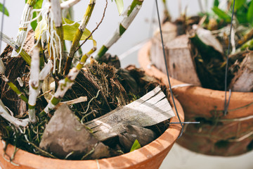 Plant orchid flower with coconut shell for fertilizer and soil.