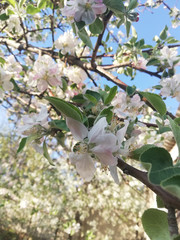 apple tree branch with pink flowers