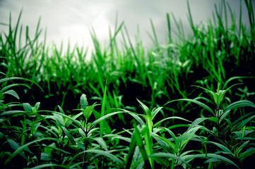 green grass in the wind