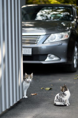 cat and kitten sitting near parked luxury modern car vehicle in backyard of apartment house