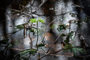 Young plant growing in water