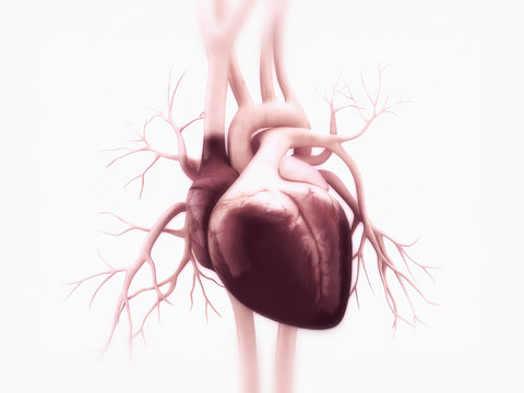 3d illustration of a Human heart


