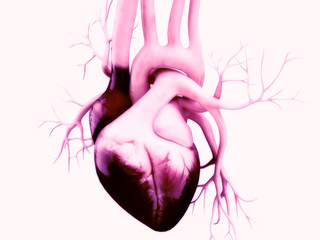 3d illustration of a Human heart

