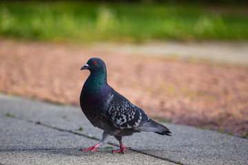 Obraz premium pigeon in the park