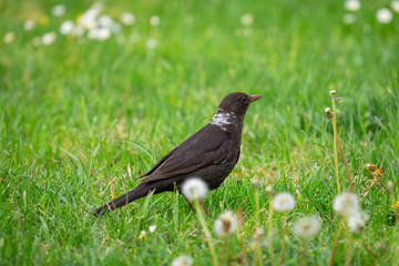A young, common blackbird/Eurasian blackbird hunting in green meadow