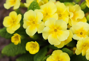 Blooming yellow primrose in the spring garden