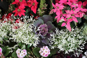 pink and white plants in garden