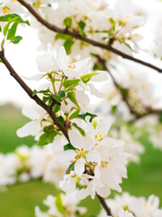 Blooming apple tree branches in spring garden. Close up for white apple flower buds on a branch. Springtime concept, floral background