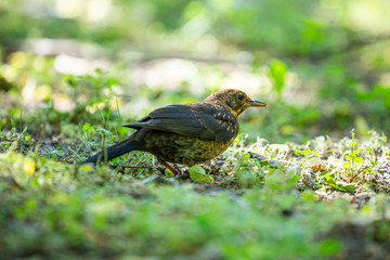 A young, common blackbird/Eurasian blackbird hunting in green meadow