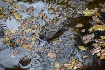 crocodile in the water
