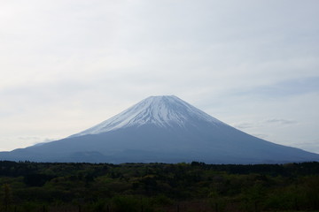 The flowers are beginning to grow and everything is becoming green.