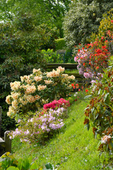 The garden with blooming rhododendrons
