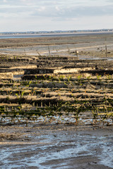Oyster beds at low tide in oyster farm, Cancale, Brittany, France