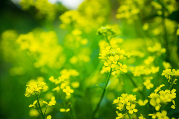 Blooming mustard plant on the field. Selective focus. Shallow depth of field.
