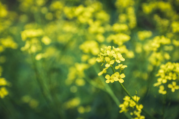 Obraz premium Blooming mustard plant on the field. Selective focus. Shallow depth of field. 