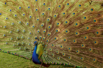 Peacock with feathers out. Peacock.