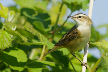 Sedge Warbler