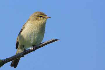 Common Chiffchaff

