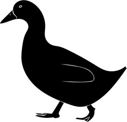 Duck Isolated on White