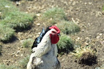 Beautiful village rooster with a red crest