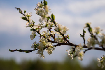 Beautiful Apple buds close-up on a blurry background. Blooming branch of an Apple tree with flowers. Spring garden. Blurred background.