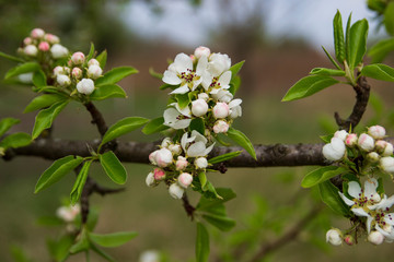 The red buds of the tree close-up on blurred background. Blooming branch of an Apple tree with flowers. Spring garden. Blurred background.