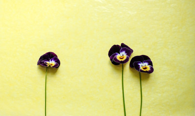 easter eggs on green background