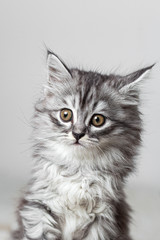 Gray cute kitten studio shooting