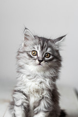 Fototapeta premium Szary kotek ładny strzelanie studio