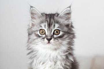 Gray cute kitten studio shooting