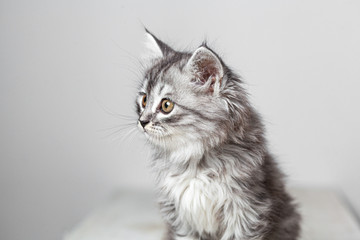 Gray cute kitten studio shooting